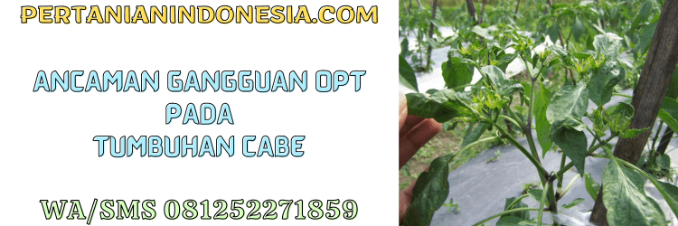 ancaman,gangguan,opt,organisme pengganggu tanaman,pertanian indonesia